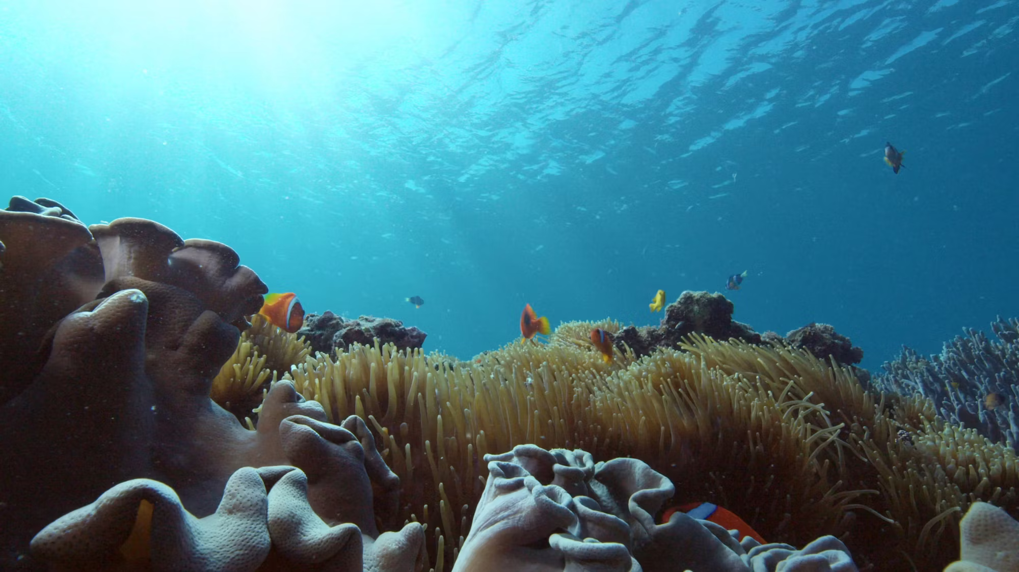 Diving into Adventure: A Deep Dive into Underwater Exploration